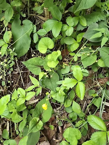 Potentilla freyniana, photograph 2