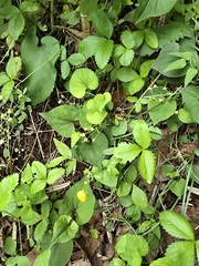 Potentilla freyniana, photograph (c) WATANABE Hitoshi 渡辺仁, some rights reserved (CC BY)