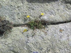 Leontodon tingitanus