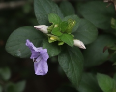Barleria gueinzii