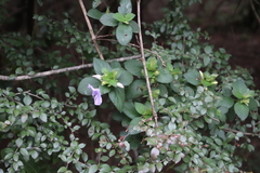 Barleria gueinzii