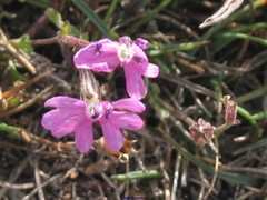 Silene littorea