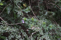 Barleria gueinzii