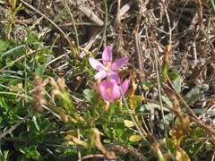 Centaurium chloodes
