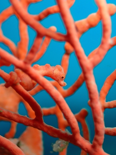 Hippocampus denise