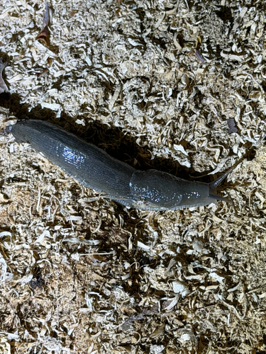Ariolimax columbianus