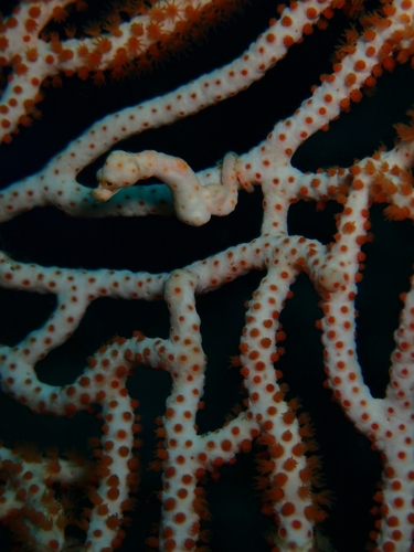 Hippocampus denise