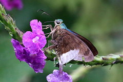 Telegonus alardus latia