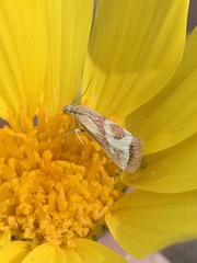 Noctueliopsis aridalis