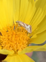 Noctueliopsis aridalis