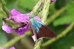 Telegonus alardus latia