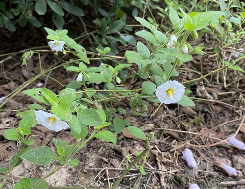 Solanum turneroides