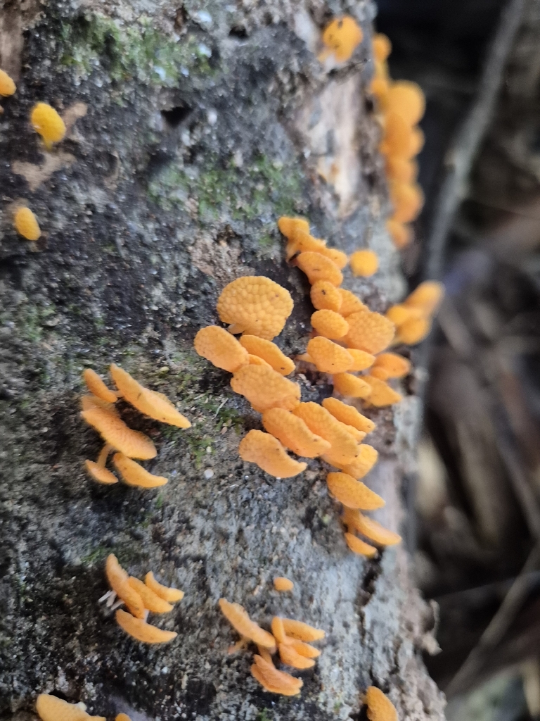 Favolaschia claudopus · April 2026 · photo: © rempson (iNaturalist, cc-by)