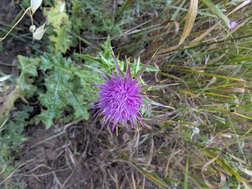 milk thistle