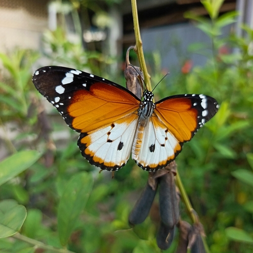 Plain Tiger Butterfly