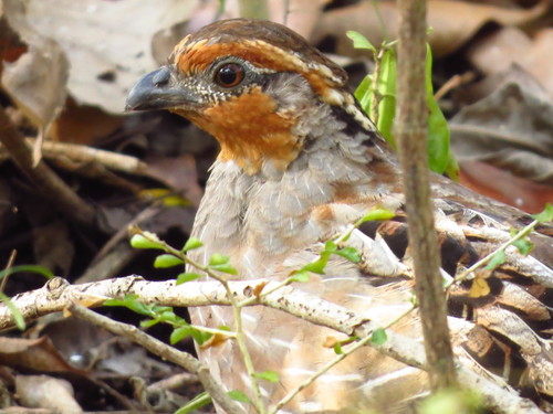 Singing Quail
