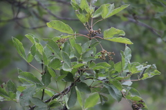 Vitex obovata
