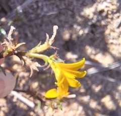 Monopsis lutea, photograph (c) Adele SL, some rights reserved (CC BY)
