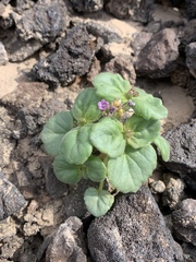 Phacelia pachyphylla