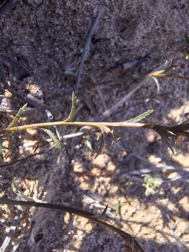Monopsis lutea, photograph 3