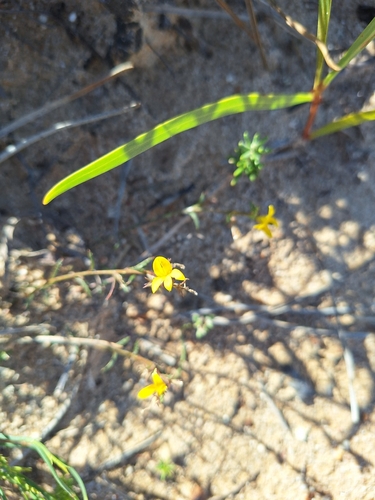 Monopsis lutea, photograph 4