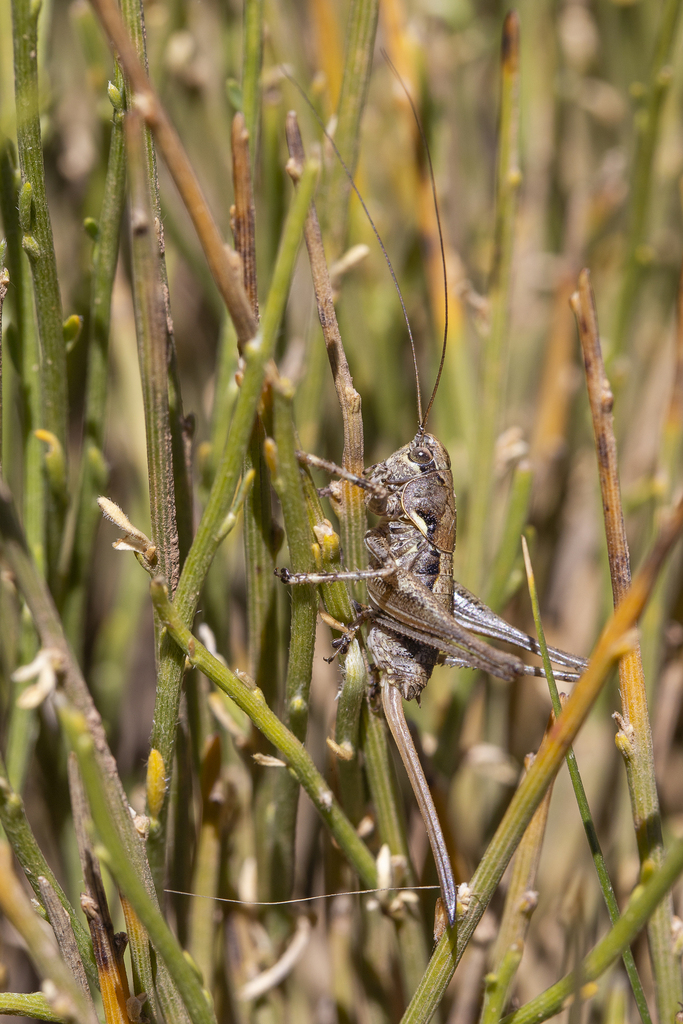 Albarracin Mountain Bush-cricket