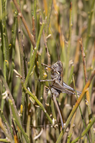 Albarracin Mountain Bush-cricket