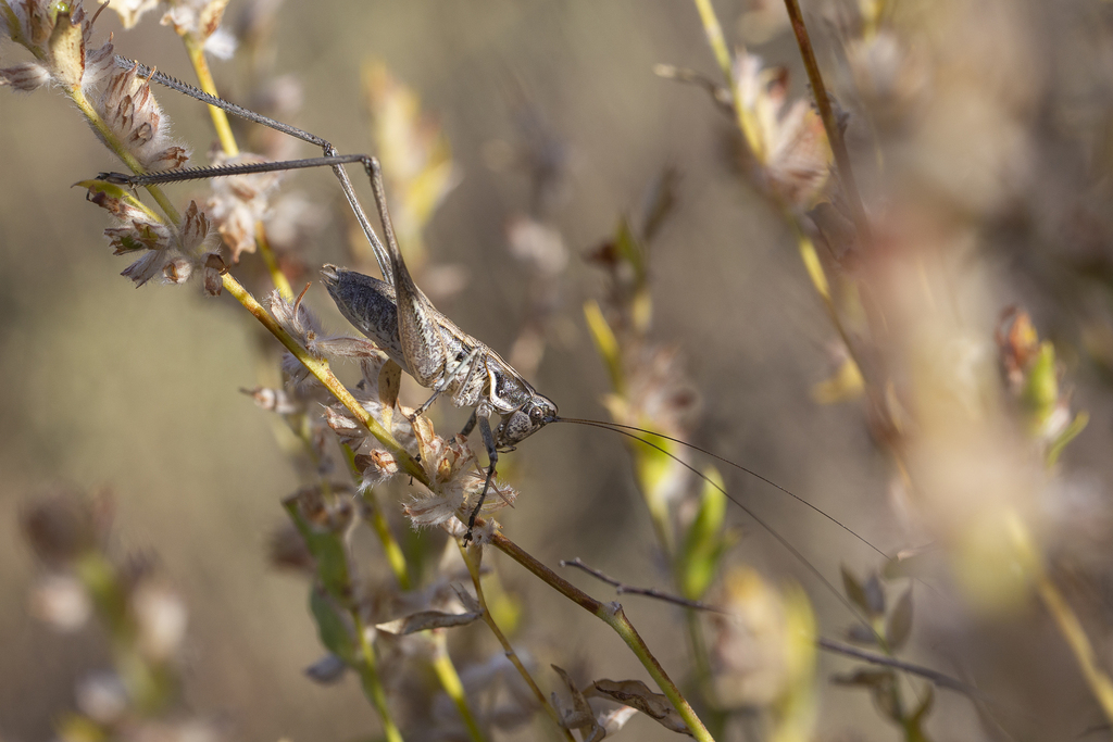 Disarmed Bush-cricket