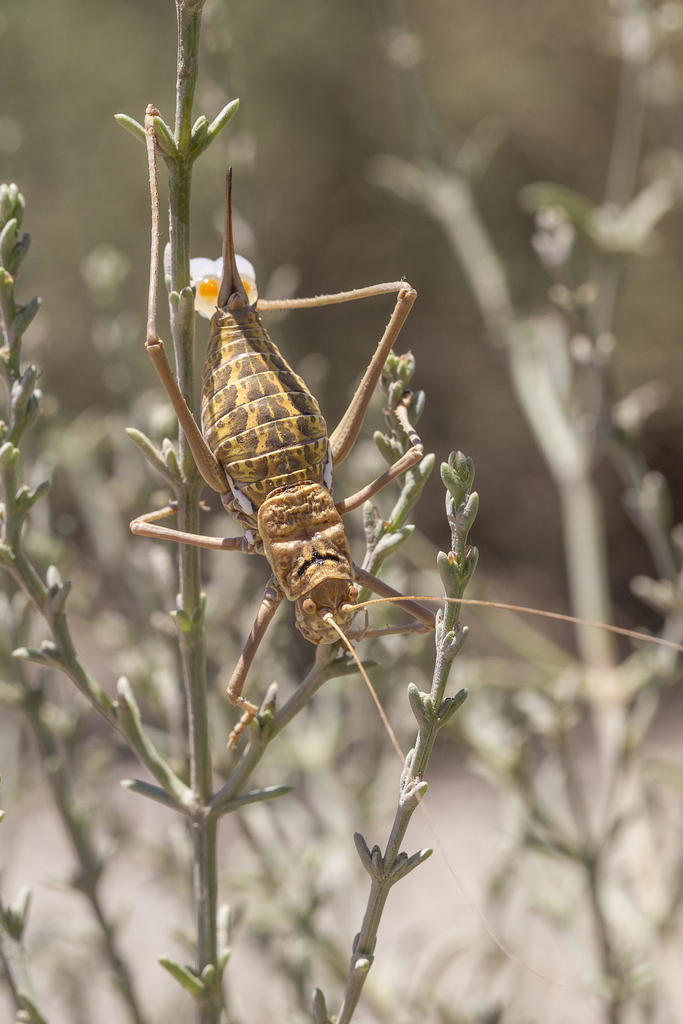 Martorell's Saddle Bush-cricket