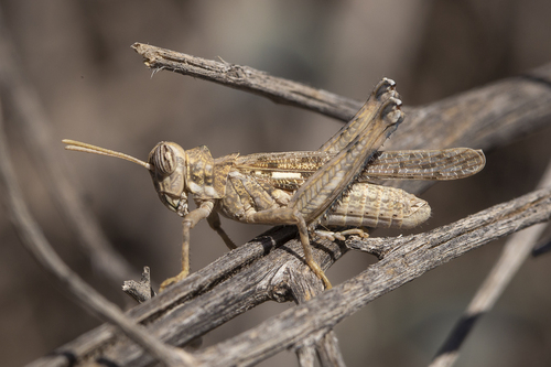 Iberian Crested Grasshopper