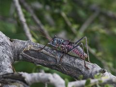 Acanthoplus