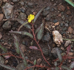 Corchorus asplenifolius