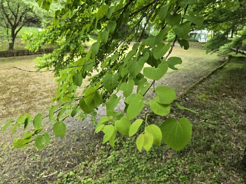 Cercidiphyllum japonicum