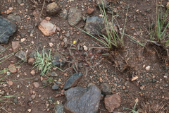 Corchorus asplenifolius