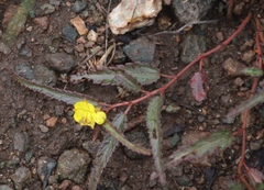 Corchorus asplenifolius