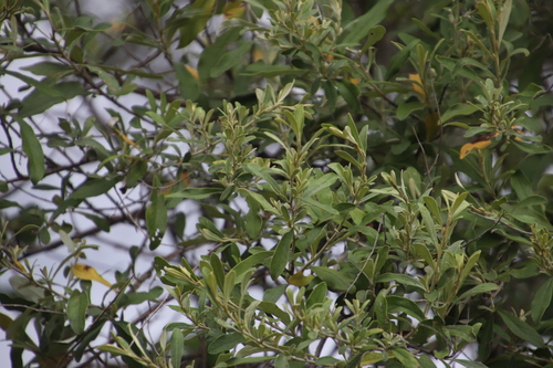 Image of Tarchonanthus parvicapitulatus by (c) Tony Rebelo, some rights reserved (CC BY-SA)