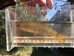 Fundulus seminolis