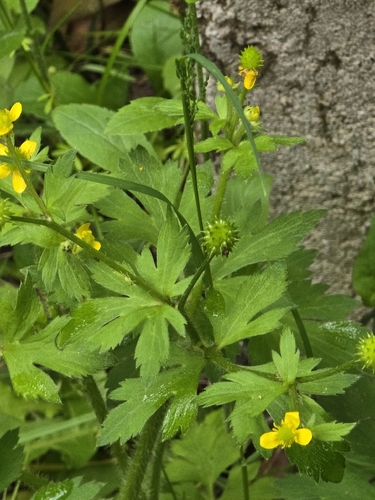 Ranunculus cantoniensis, photograph 3