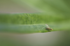 Campiglossa sororcula