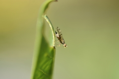 Campiglossa sororcula