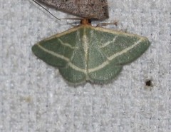 Mixocera latilineata