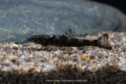 Homalopteroides modestus
