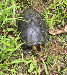 Kinosternon leucostomum