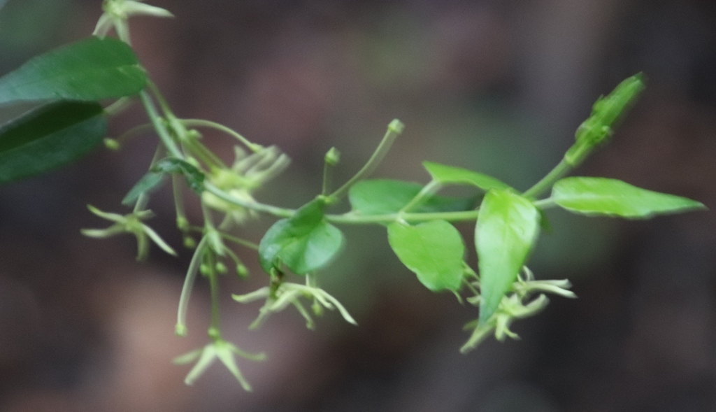Cryptolepis capensis
