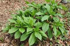 Scopolia carniolica