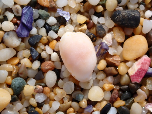 Cypraea ziczac observed 2026-04-28
