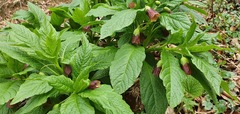 Scopolia carniolica