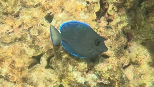 Acanthurus coeruleus