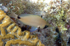 Hypoplectrus providencianus