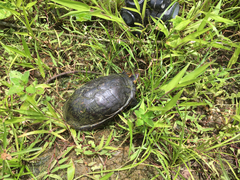 Kinosternon leucostomum